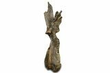 Fossil Dinosaur (Triceratops) Dorsal Vertebra - Wyoming #362049-2